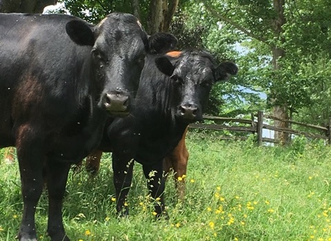 dexter cattle
